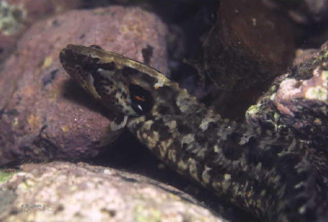 Dictyosoma rubrimaculatum